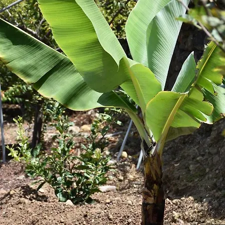 Finca El Majuelo בית נופש *